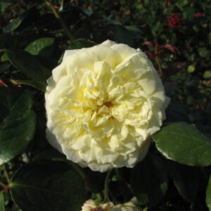Kletterrose 'Elfe'®